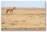 An antelope