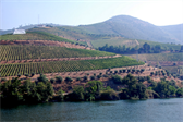 Terraced vineyards on the Douro